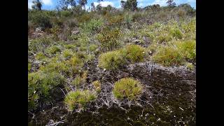 2024 May   Greg Keighery   Threatened Ecological Communities of WA,   state and federal