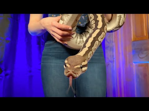 Meet Lilith, our massive Mystic Ball Python! | Butterfrog Farms #3