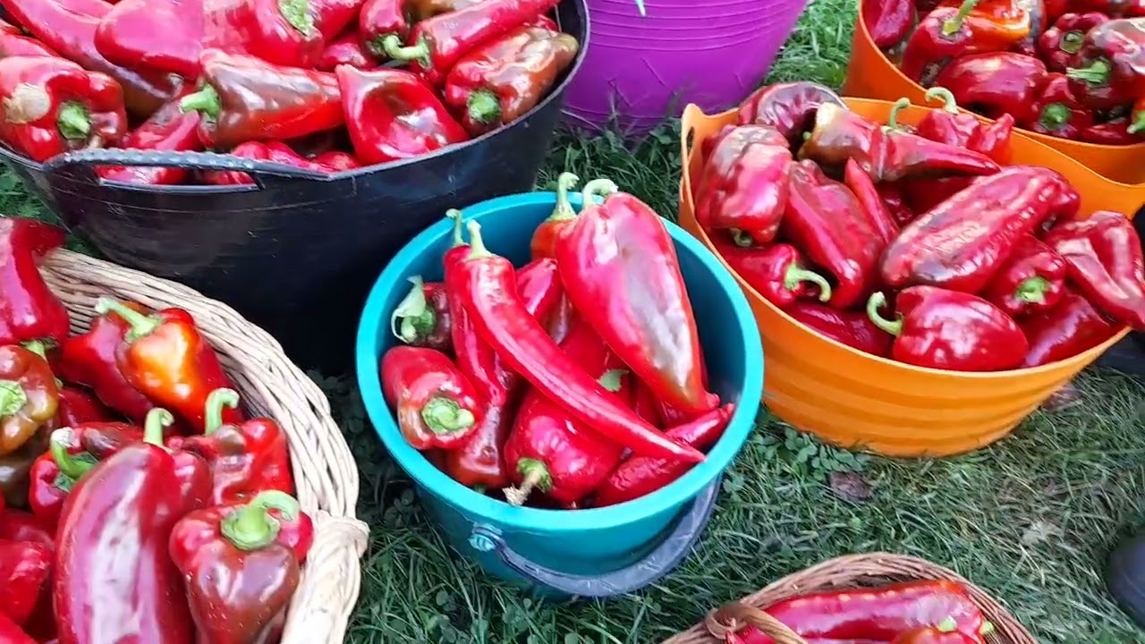 100 kg ardei ureche de elefant recoltat la munte