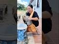 Monyet mau mandi minta di angkatkan tante #monkey #funny