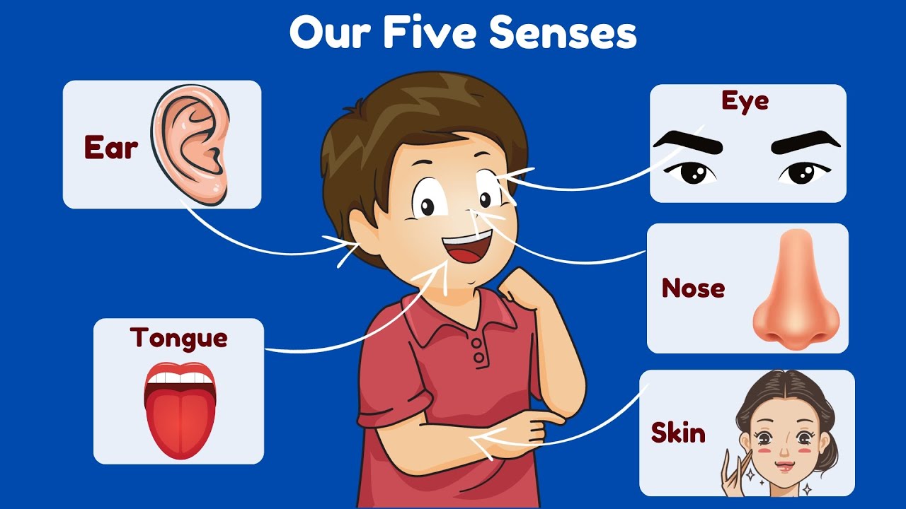 kids-vocabulary-five-senses-learn-english-for-kids-english