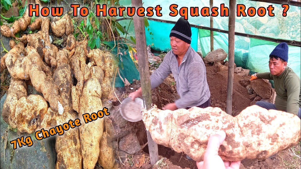 How To Harvest Squash Root Organic squash root Iskush ko jara