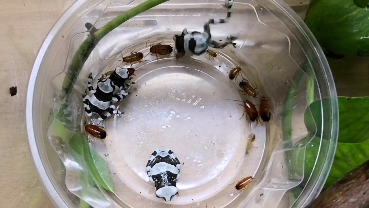 Feeding Amazon Milk Frog YouTube