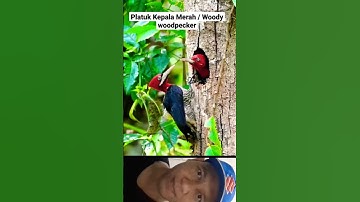 Anak Burung Pelatuk Keluar Sarang #shorts #burung