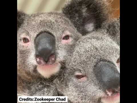 Video: Kā Dzīvo Koalas?
