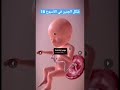 شكل الجنين في الأسبوع 18 