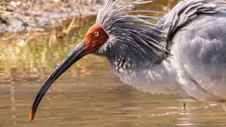 Back from extinction! Crested ibis, the bird restored from extinction after 40 years