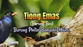 MENGENAL BURUNG BEO ATAU TIONG EMAS PENIRU SUARA MANUSIA HANDAL #burungbeo #kicaumania