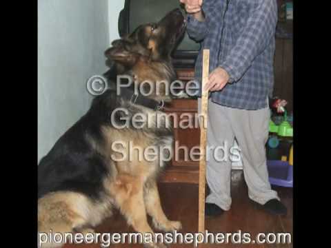 Large German Shepherds - Large German Shepherd breeder in PA