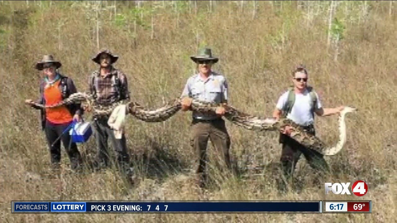 17-foot python is largest ever removed from Florida's Big Cypress National Preserve