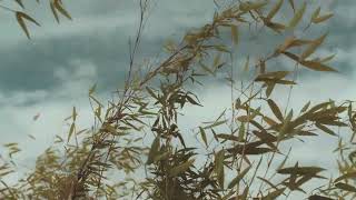Gentle Wind Open Window • 0 Hours • Beta Binaural Beats • Focus 