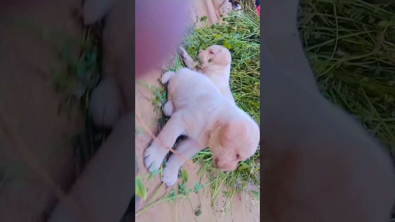 Labrador top quality male-female available. contact number 978 1673 107 location of Punjab Ludhiana