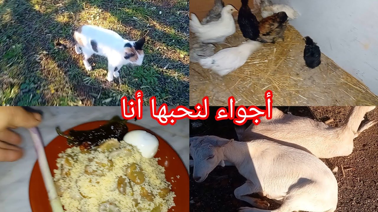 جمعة والسبت  كفاش فواتهم بين  champ  والكوزينة   