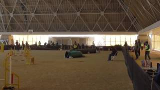 20170325 JKCアジリティ競技会⑬ 京都C JP2 inドラハ