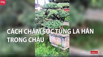 Cách chăm sóc Tùng La Hán trong chậu