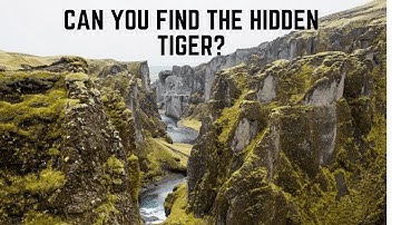 HIDDEN ANIMALS IN PICTURES