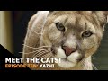 Meet the cats episode ten yazhi puma