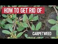 How to Get Rid of Carpetweed [Weed Management]