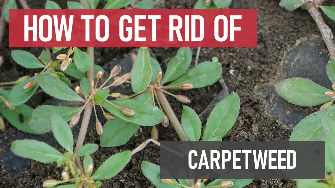 How to Get Rid of Carpetweed [Weed Management] YouTube