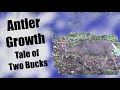 Deer Antler Growth -The Tale of Two Swamp Bucks