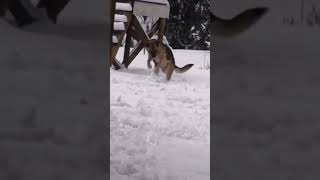 Собака лепит снеговика 😲