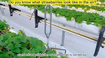 Soilless cultivation mode--elevated strawberry facility