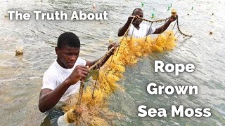 Sea Moss grown On Ropes vs Sea Moss grown on Rocks. People are going to be really mad