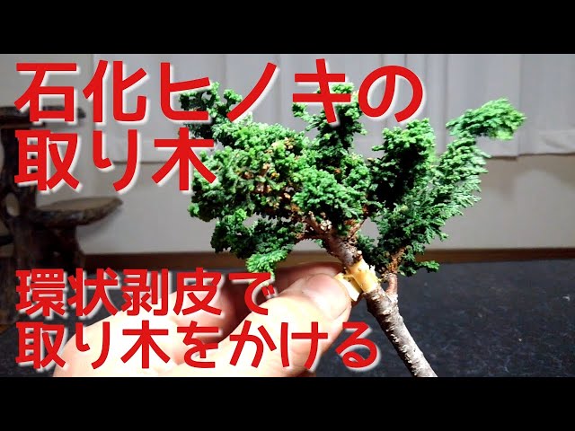 石化ヒノキの取り木 環状剝皮で取り木をかける - YouTube