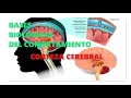 CORTEZA CEREBRAL