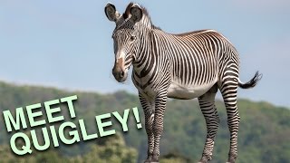 Meet The New Grevys Zebra At West Midland Safari Park