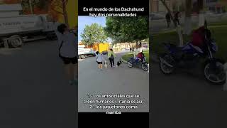 #perros