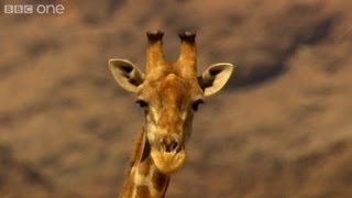 Giraffe Fight - Africa - Episode 1 - BBC