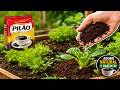 🌿☕ Como Usar Borra de Café Para Ter Plantas Mais Fortes e Saudáveis