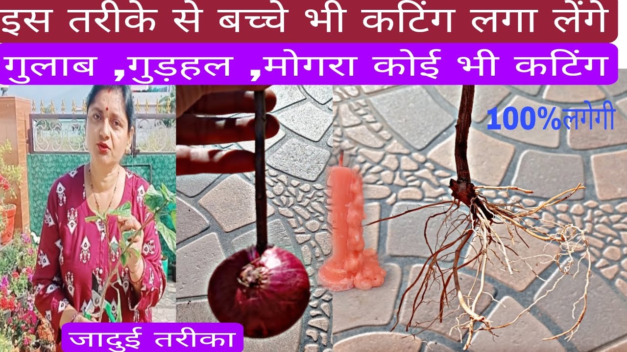 सही तरीके से प्याज में कटिंग लगाओगे तो हजारों पौधे बना लोगे/Rose cutting grow in onion#gardening