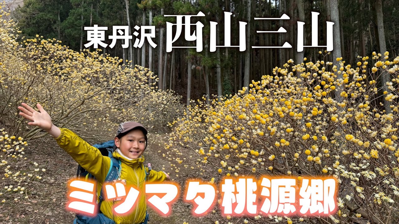 【ミツマタ桃源郷】東丹沢の西山三山へ