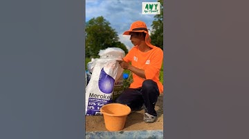 TIPS..‼️Pemupukan saat Musim Kemarau #awyagrochanel #pertanian #petani #npkmutiara