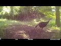 Texas Trail Cams - Baby Turkey &amp; Beaver on the Dam - June 15, 2022