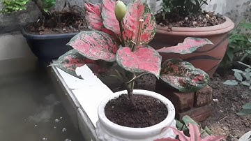 Kỹ thuật trồng và chế độ chăm sóc cây vạn lộc trong chậu mini