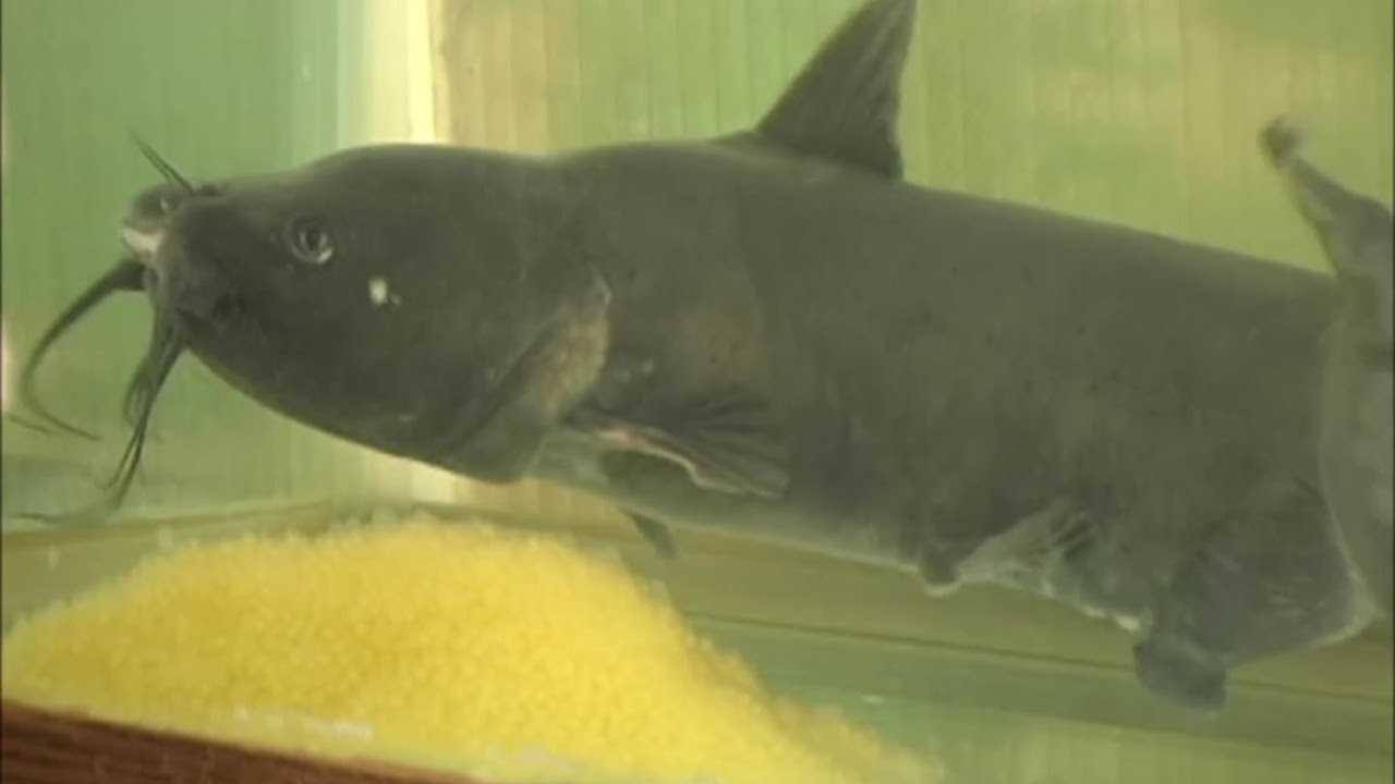 Channel Catfish Spawning Male catfish guarding eggs in aquaria YouTube