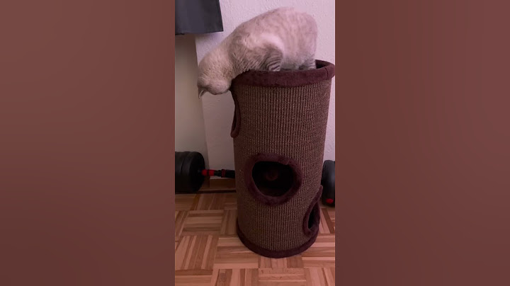 Wie gewöhne ich neue Katzen aneinander? CatInfo