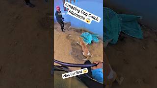Next Level Gojo Dog Catching Fails #dog #next #fail #streetdogrevival #pets #shortsfeed