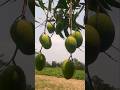 Dwarf Mango Tree #jeebondristi #shortsfeed #farming #জীবনদৃষ্টি #ytshorts #villagelife #trending