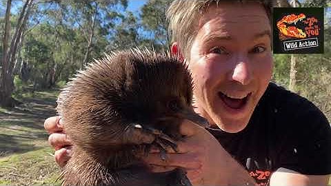 Wild Action - Short-beaked echidna
