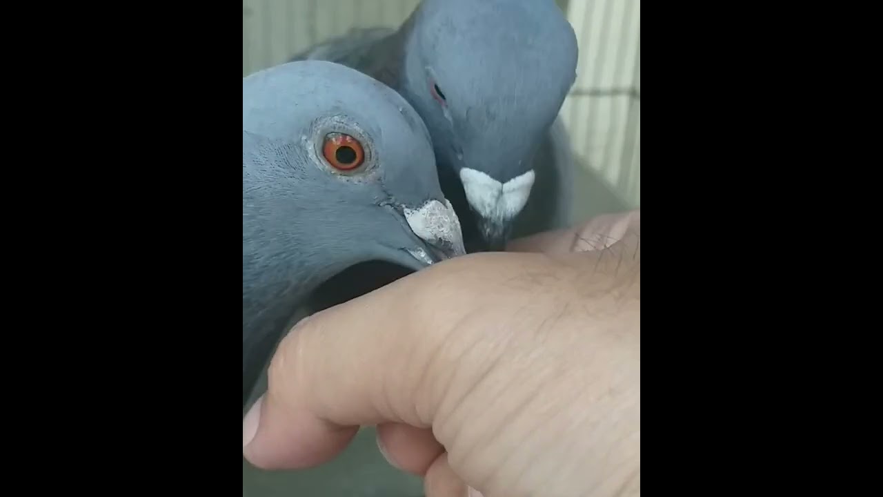 HOW TO FEED RACING PIGEONS WITH PEANUTS🤔 YouTube
