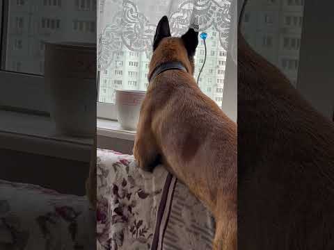 Надо пойти погулять / Бельгийская овчарка Кайман малинуа #шортс #малинуа #бельгийскаяовчарка