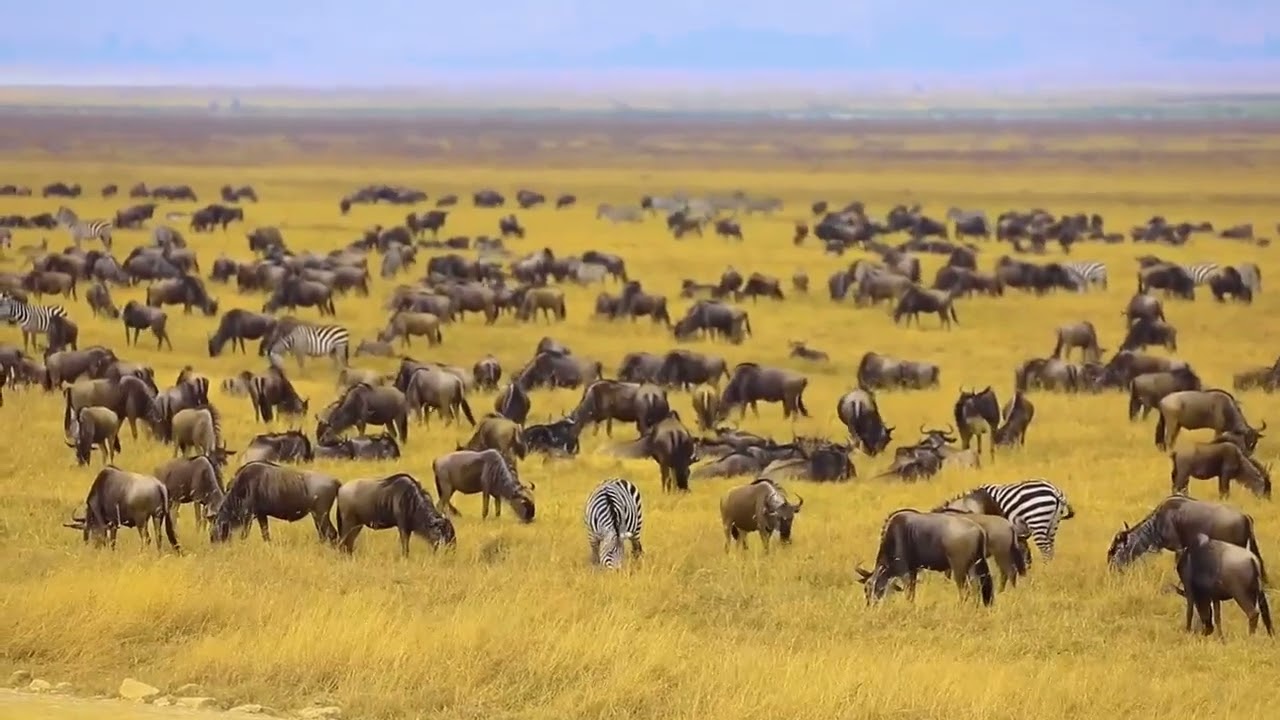 Tanzania Unforgettable🦁🐒🦓🐘🦒🐊🐗🦅🦏🐃🐦