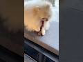 3 things my dog is good at 🐶 cute puppy dog 🥰 #cute #puppy #dog #pomeranian #shorts