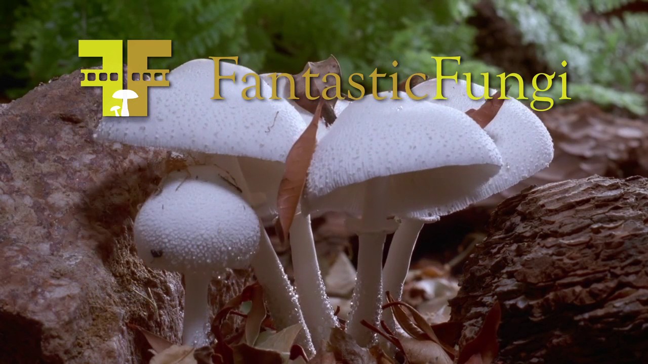 Fantastic Fungi trailer excerpt YouTube