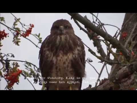 Een kennismaking met onze natuur video's - An introduction to our nature videos.