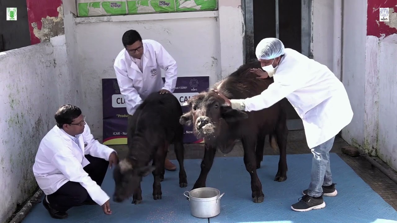 ICAR-NDRI-Technology no. 02 (Cloning Technique in buffalo)